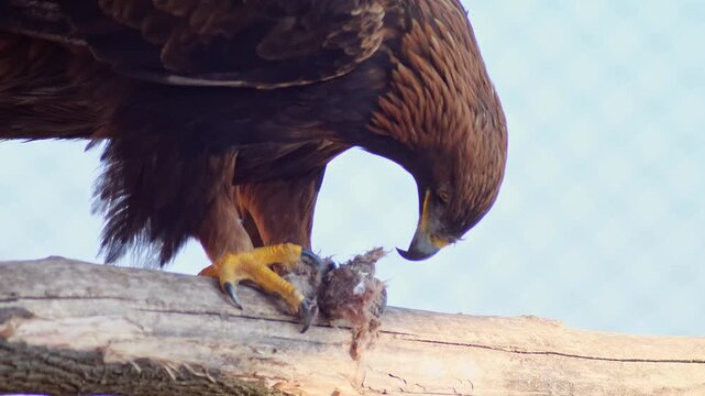 Adult Golden Eagle Feeding on Prey in Morning Sun at Zoo Halle, Germany &ndash; Hunting Behavior, 4K Wildlife Footage