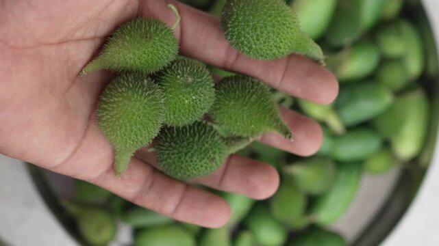 Hand holding freshly harvested spiny teasle gourds or kantola vegetables