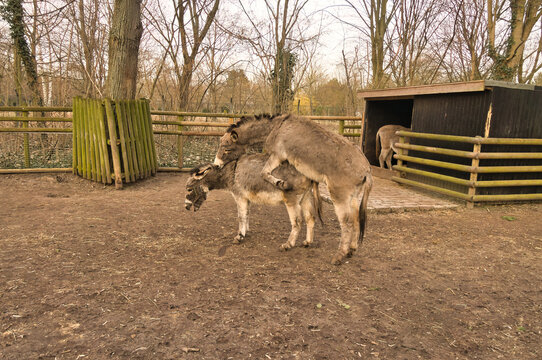 Two Donkeys Mating in an Outdoor Enclosure Paddock