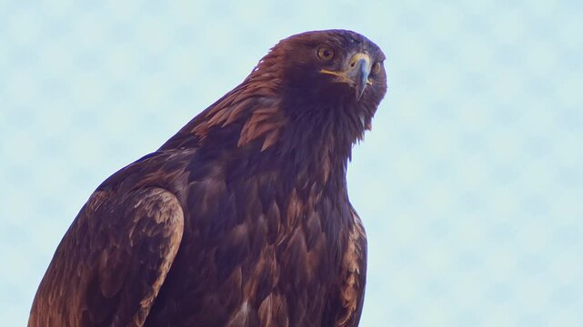 Adult Golden Eagle Portrait Looking for Prey from Tree Perch at Zoo Halle, Germany &ndash; Hunting Behavior, 4K Wildlife Footage