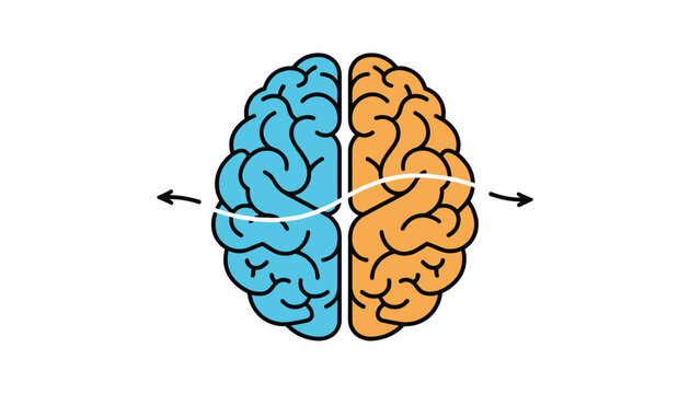 Human brain icon divided into left blue and right orange hemispheres, representing logic, creativity, and analytical thinking.