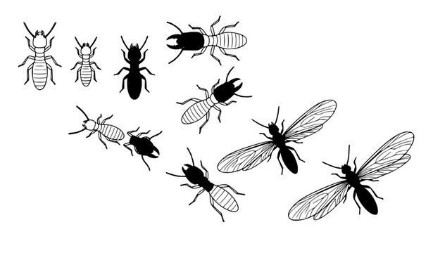 SEO Title:
Termite Top View Silhouette Vector Collection, Black Worker Soldier and Winged Insects