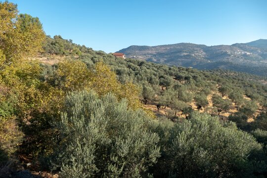 Olive trees on northern Lesbos island, Greece.