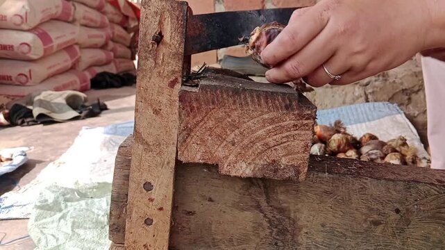 person opening areca nuts using a traditional wooden cutting tool during a manual processing activity in a rural setting.
