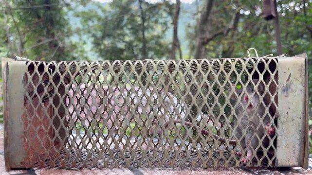 Rat Stuck Inside Mouse Trap, Caught Rodent in Household Pest Control Concept