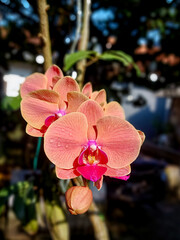 pink orchid on a tree © Bima Wirawan