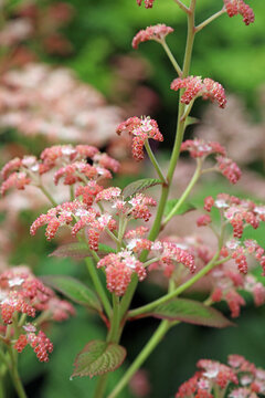 Macro image of Featherleaf Rodgersia blooms, Derbyshire England
