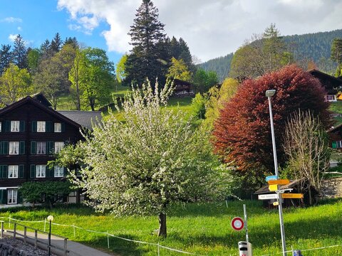 spring in the park at grindelwald