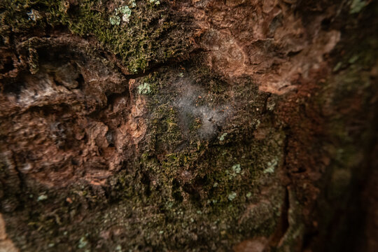 Rough tree bark with green moss and a delicate spiderweb overlay