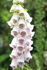 Macro image of white Foxglove petals spotted with purple, Derbyshire England  © Judith