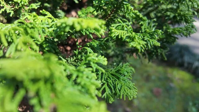 Close-up view of vibrant green cypress leaves and branches basking in natural sunlight outdoors.