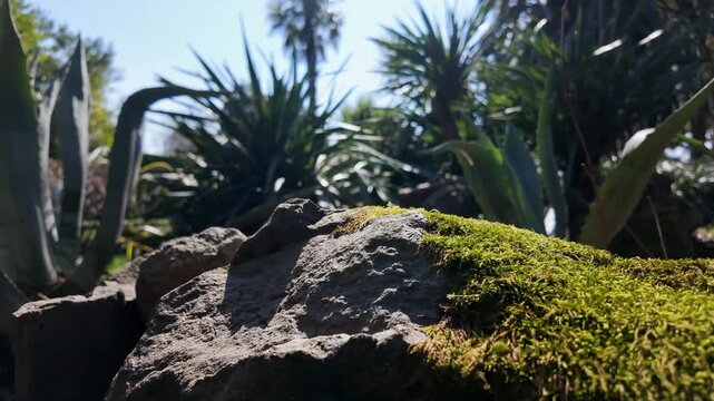 Close-up of moss-covered rock with agave plants and palm trees in a sunny botanical garden.