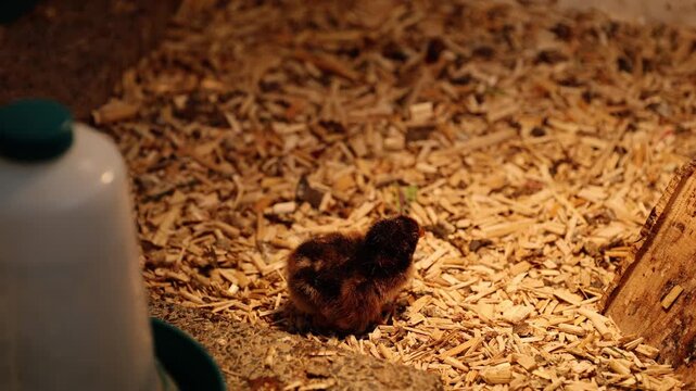 Close-up video of a sleepy baby chick sitting on wood shavings inside a brooder under warm light. The young chick slowly lowers its head, lifts it again and keeps dozing off in a cozy farm setting.