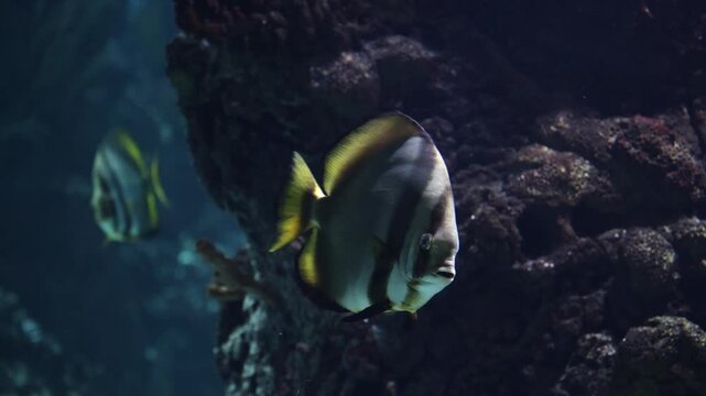 Close-up video of a silver batfish swimming calmly through a tropical underwater environment near dark rock and reef structures. 