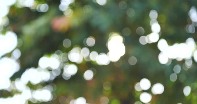 Sunlight Through Leaves: A soft, blurred bokeh effect captures the gentle diffusion of sunlight filtering through lush green foliage, creating a serene and dreamy atmosphere.