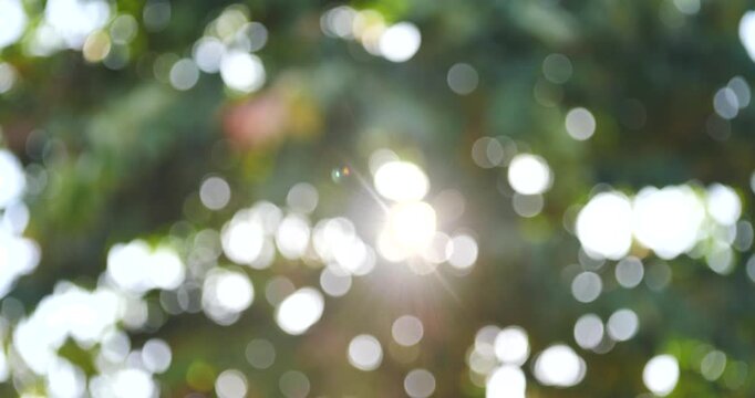 Sunlight Through Pine Needles: A soft, diffused sunlight filters through the green pine needles, creating a bokeh effect of warm, glowing circles. A serene and natural abstract scene.