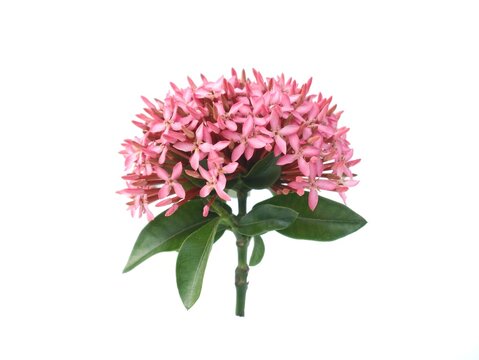 Pink ixora coccinea flower blooming with fresh green leaves isolated on clean white background. Beautiful tropical Ixora plant concept for floral decoration, nature design, and spring background