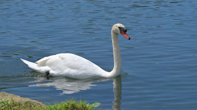 Mute Swan (Cygnus olor) swimming along the edge of a lake. August, Kent, UK [Slow motion x4]