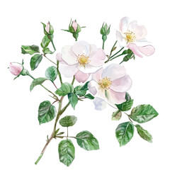 Fototapeta premium watercolor of Wild Rose Branch, hand-drawn, isolated on a white background.