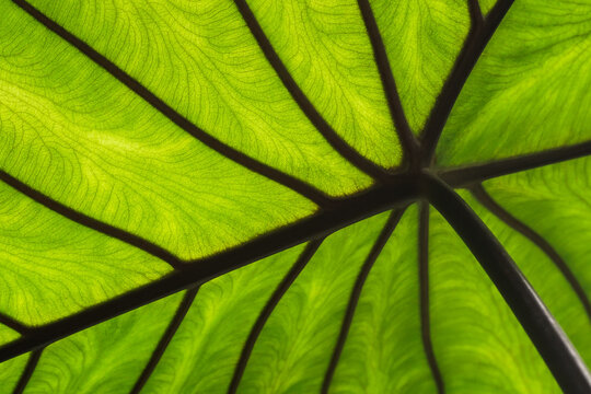 Elephant Ear (Colocasia). Tropical leaf. Nature background image of a green leaf and its veins.