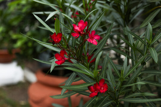 Garden red oleander. Horizontal view.