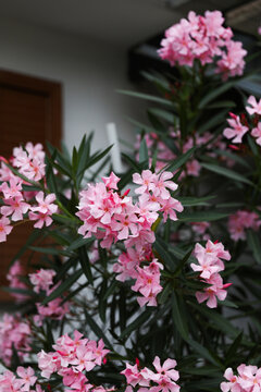 Garden pink oleander