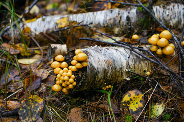 yellow mushrooms on a tree © EVGENII
