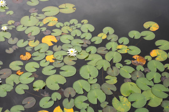 志賀高原の蓮池で水面に浮かぶスイレンの白い花と丸い葉の風景