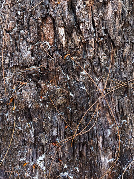 Rough dark brown Casuarina tree bark texture with dry pine needles