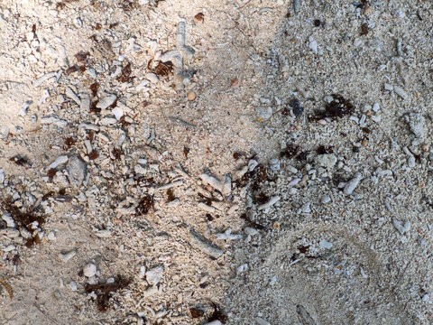 Broken white coral pieces and dried seaweed scattered on beach sand
