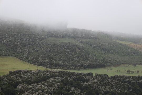 misty, rolling rural landscape, green fields, dark conifer forest (wide-angle, panorama, heavy-overcast, moody, morning) 6428
