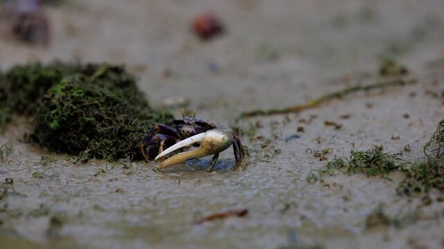 Close-up video of a fiddler crab moving across wet muddy ground. Small crustacean with one large white claw, natural texture, shallow depth of field and calm wildlife behavior.