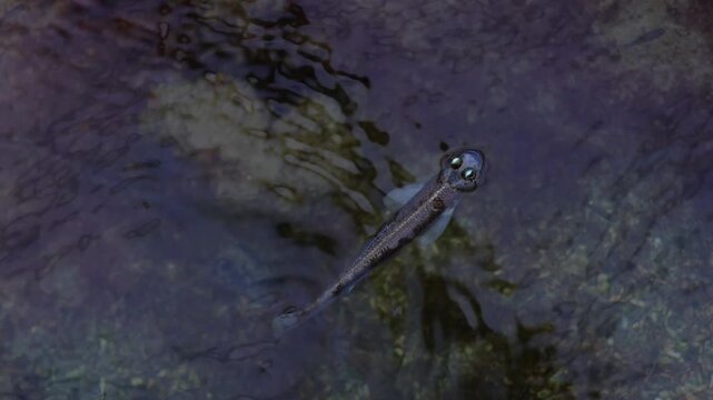 Close-up video of a mudskipper moving on wet muddy ground in shallow water. Small amphibious fish with raised eyes, natural texture, rippling water and calm animal behavior.
