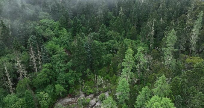 Aerial footage of beautiful alpine grassland and forest mountain landscape	