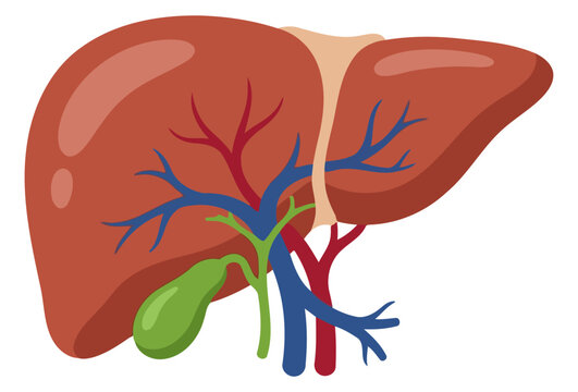 Anatomical illustration of the human liver with gallbladder and associated blood vessels