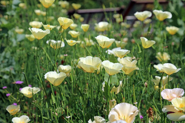 Fototapeta premium Side view of a bed of pale yellow California Poppy blooms, Derbyshire England 