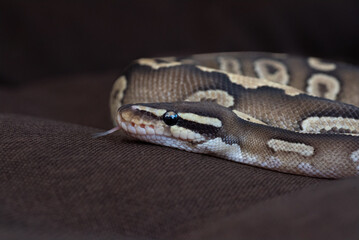 Side profile portrait of a Mojave Ball Python (Python regius) with tongue extended on dark brown fabric © Viktoriia