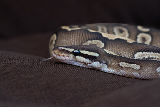 Side profile portrait of a Mojave Ball Python (Python regius) with tongue extended on dark brown fabric