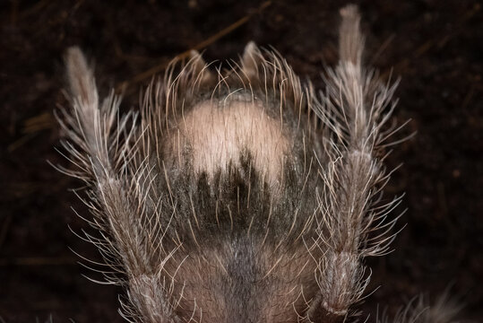 Close-up of a Lasiodora parahybana sling abdomen with a bald patch from lost urticating hairs