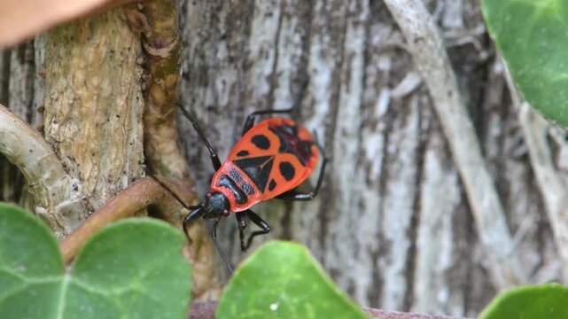 Firebug (Pyrrhocoris apterus) adult cleaning itsself with its legs, in closeup. Uncommon in England. September, Kent, UK [Slow motion x4]
