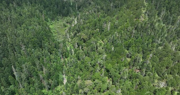 Aerial footage of beautiful alpine grassland and forest mountain landscape	