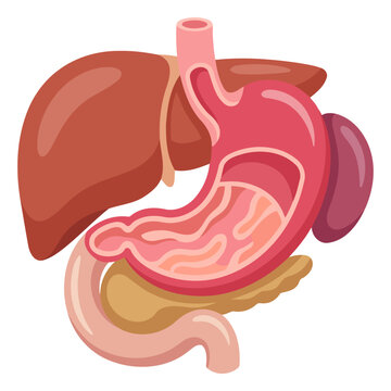Human digestive system organs illustration featuring the liver, stomach, pancreas, and spleen