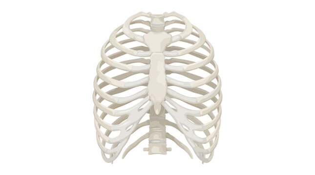 Human rib cage vector illustration showing thoracic skeletal structure