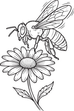 Hand drawn illustration of a honey bee hovering over a daisy flower in black and white line art