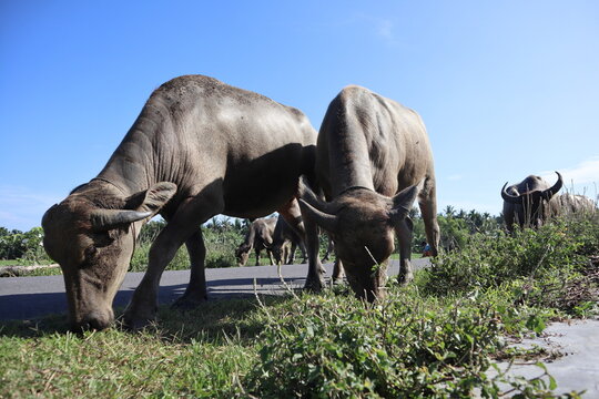 Water buffalo grazing beside a rural road in a tropical agricultural area in Sayong Village, Sekotong, West Lombok, Indonesia.