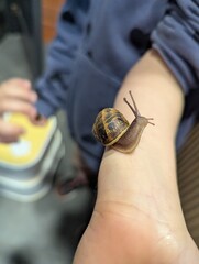 Small garden snail crawling on a child's arm in a close-up view © Gabriel