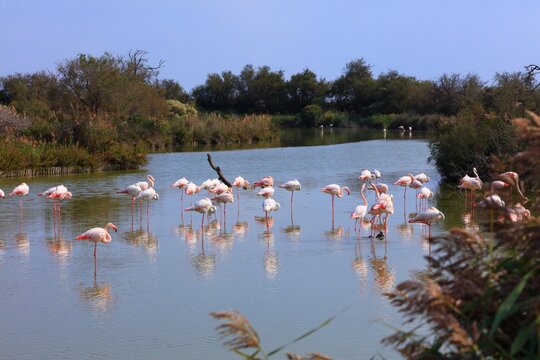 Camargue natural region in southern France. Ramsar wetland known for bird fauna among birdwatching enthusiasts. Greater flamingos.