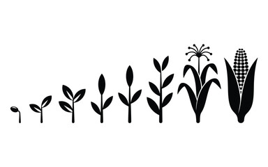Obraz premium Corn plant growth cycle progression silhouette vector illustration from seed sprouting seedling to mature maize cob isolated on white