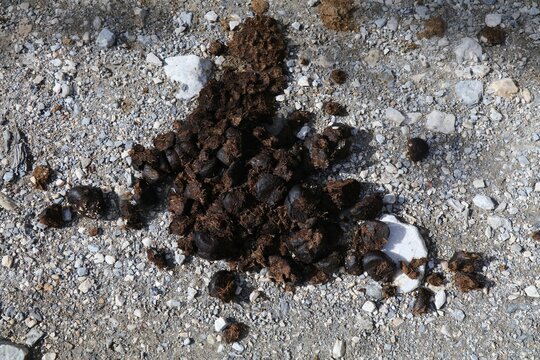 Donkey or mule droppings - animal feces on a rural gravel road. French agriculture.
