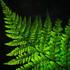 LANDSCAPES OF NATURE - Forest fern in the sunlight  © Wojciech Wrzesień